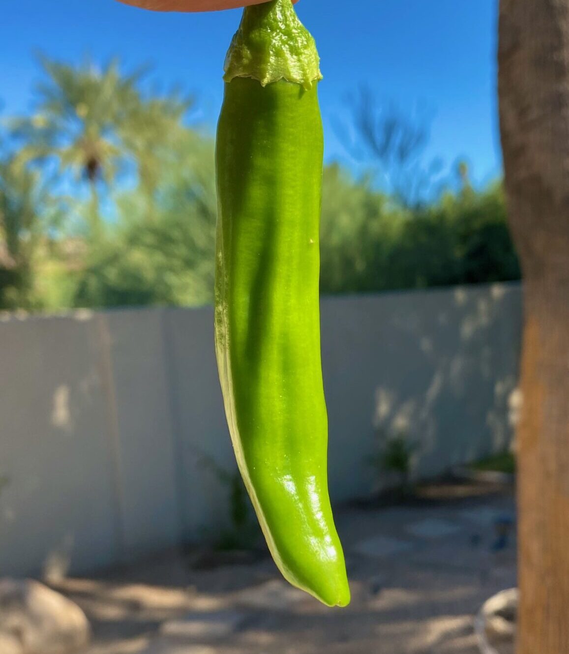 Jalapeno